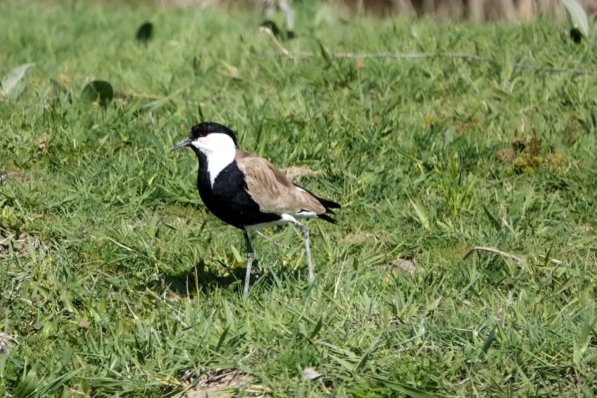 Spur-winged Lapwing - ML618883481