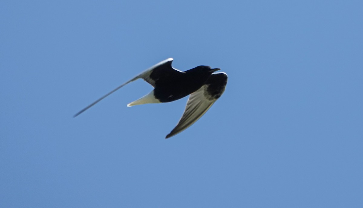 White-winged Tern - ML618883483