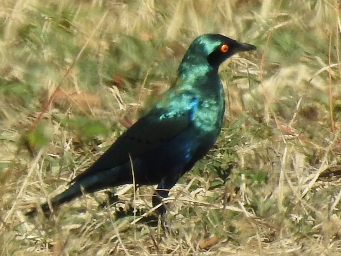 Greater Blue-eared Starling - ML618883492
