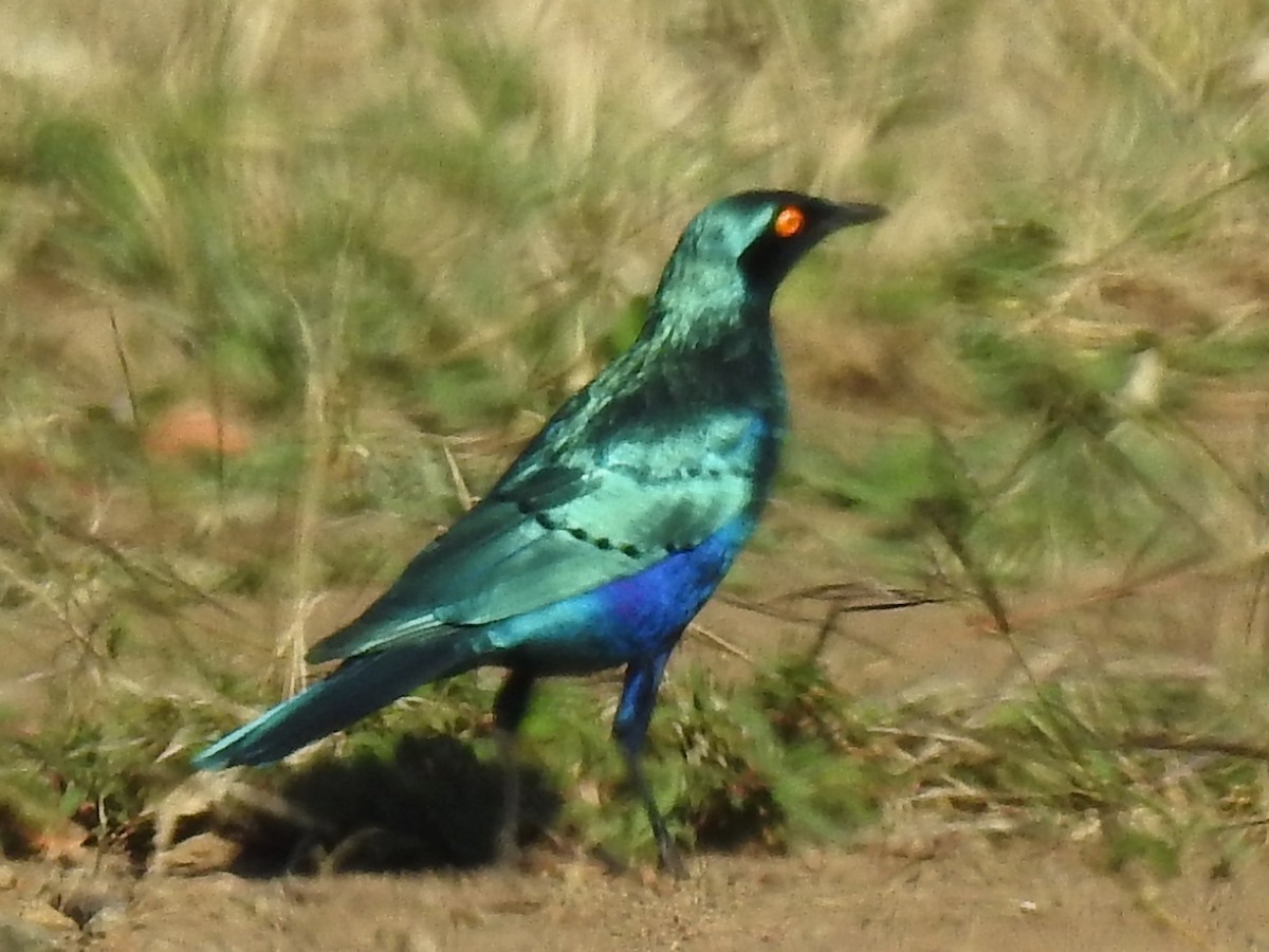 Greater Blue-eared Starling - ML618883493