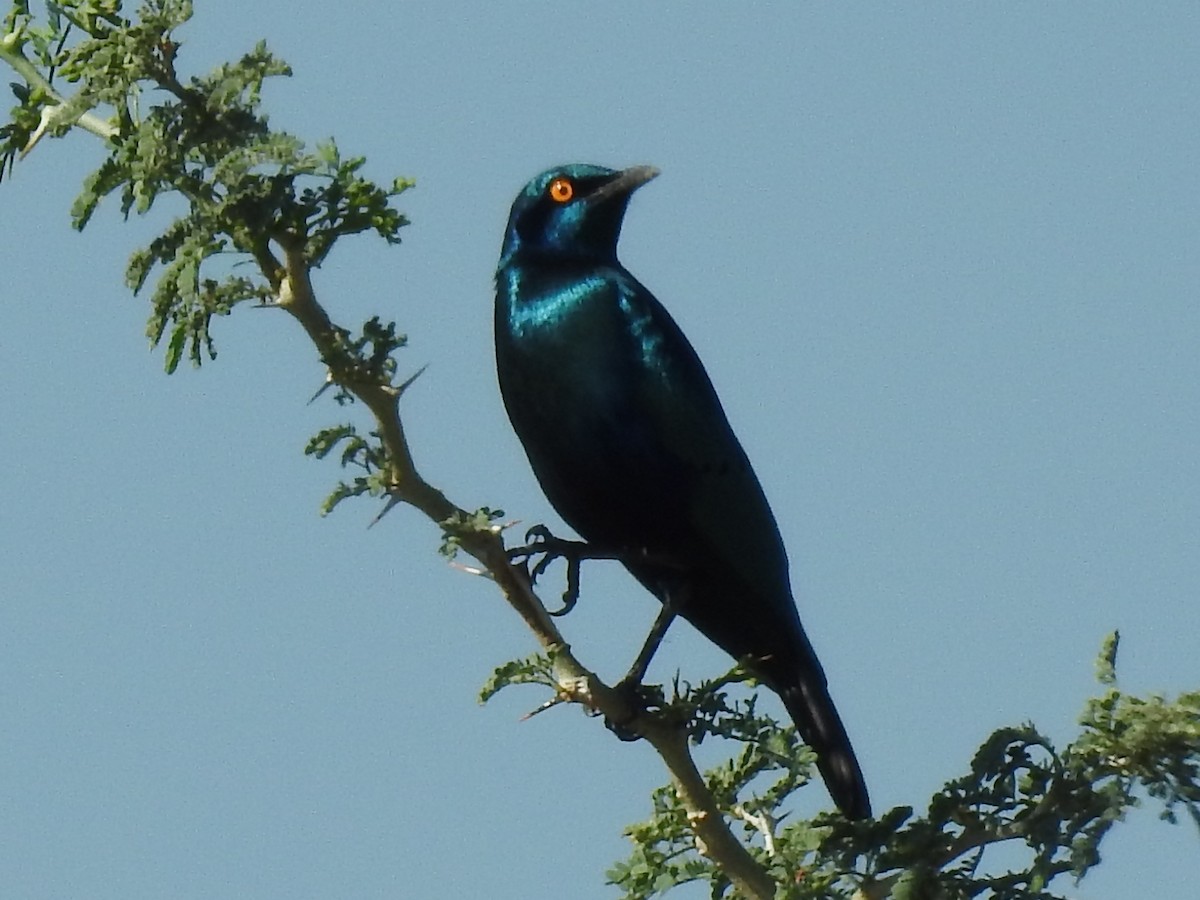 Greater Blue-eared Starling - ML618883494