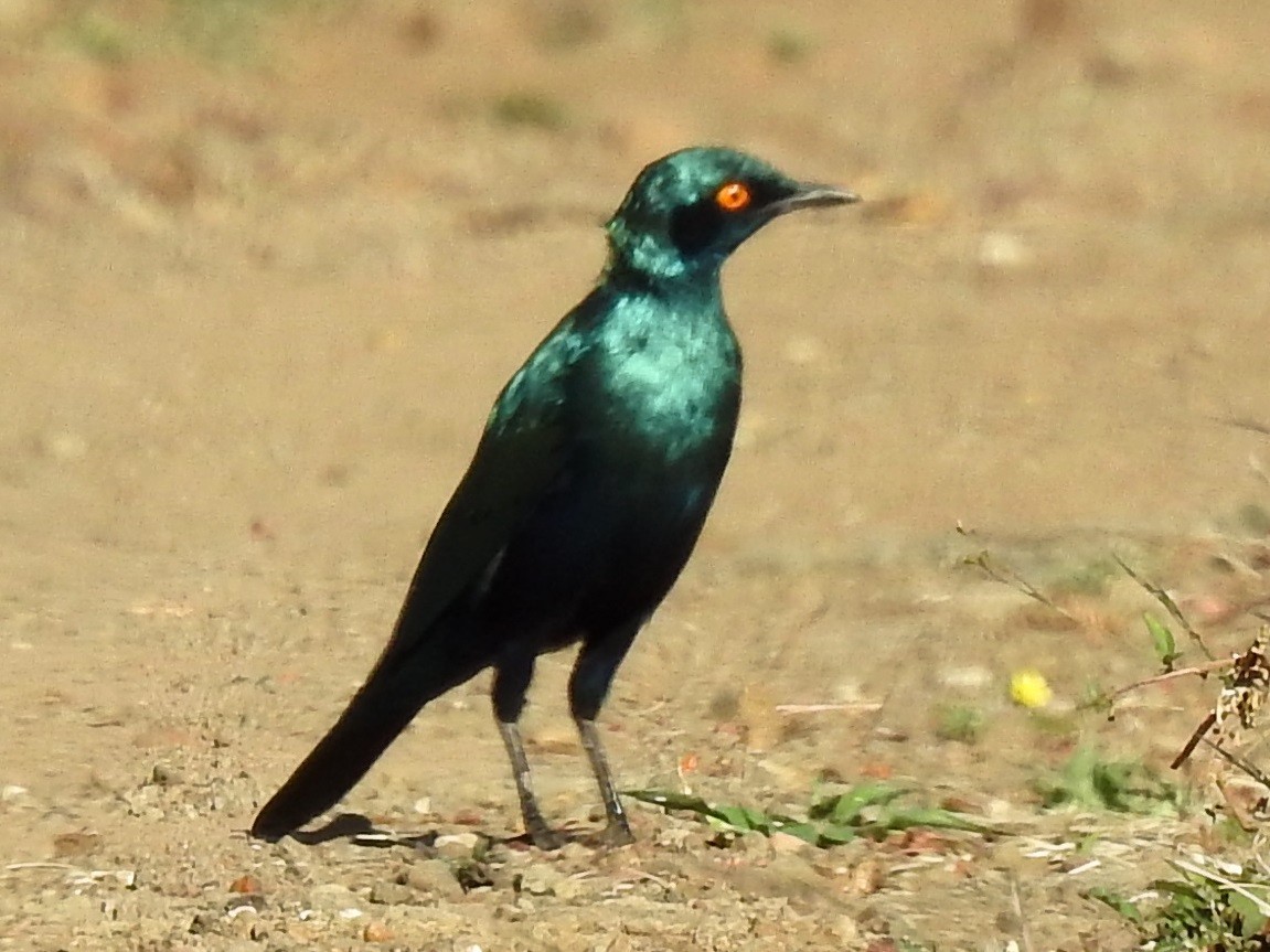 Greater Blue-eared Starling - ML618883495
