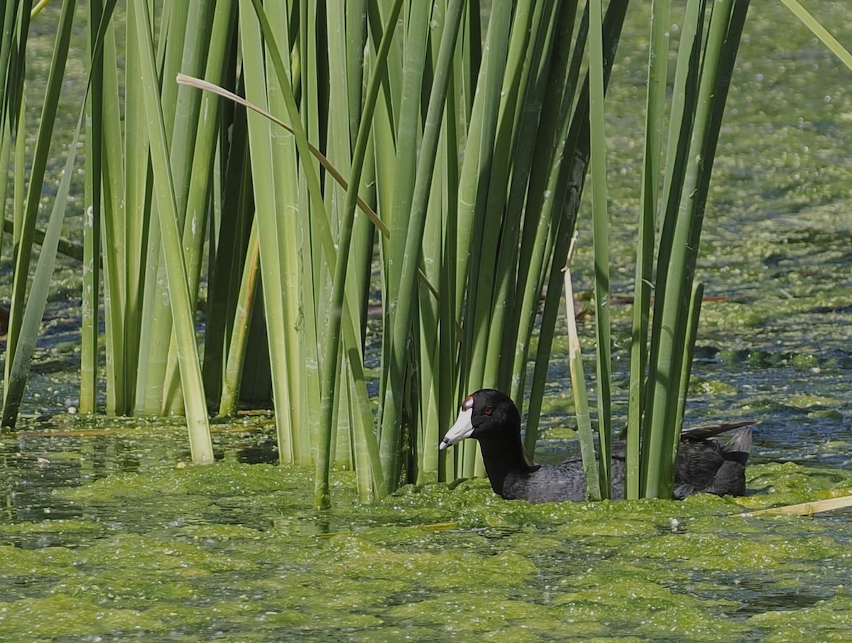American Coot (Red-shielded) - ML618883557