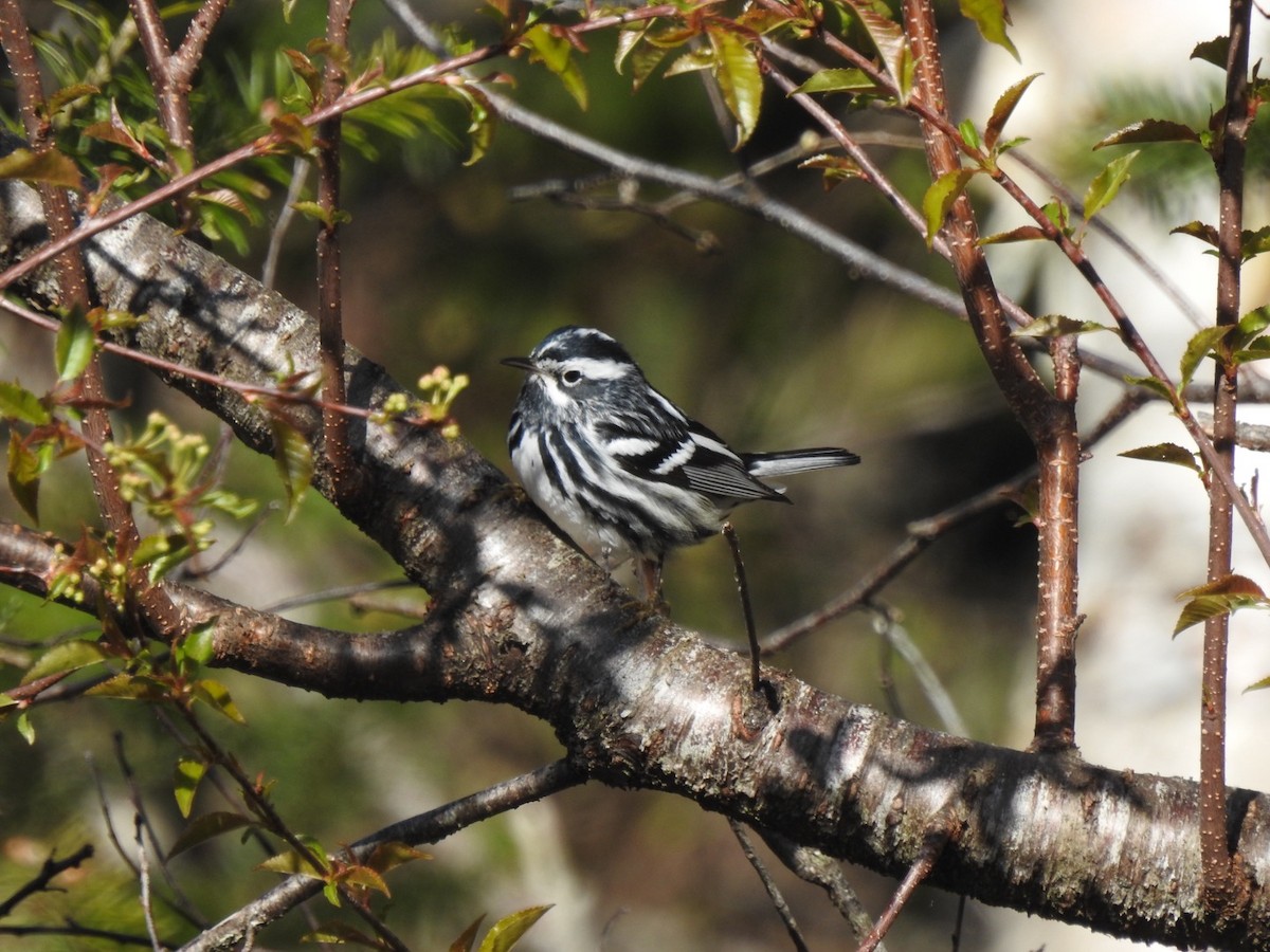 Black-and-white Warbler - ML618883590