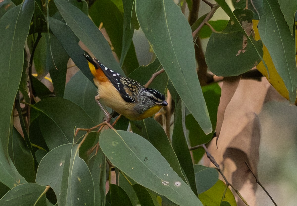 Spotted Pardalote - ML618883596