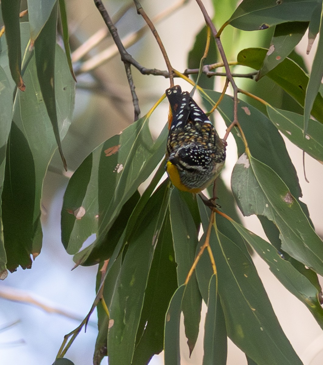 Spotted Pardalote - ML618883620