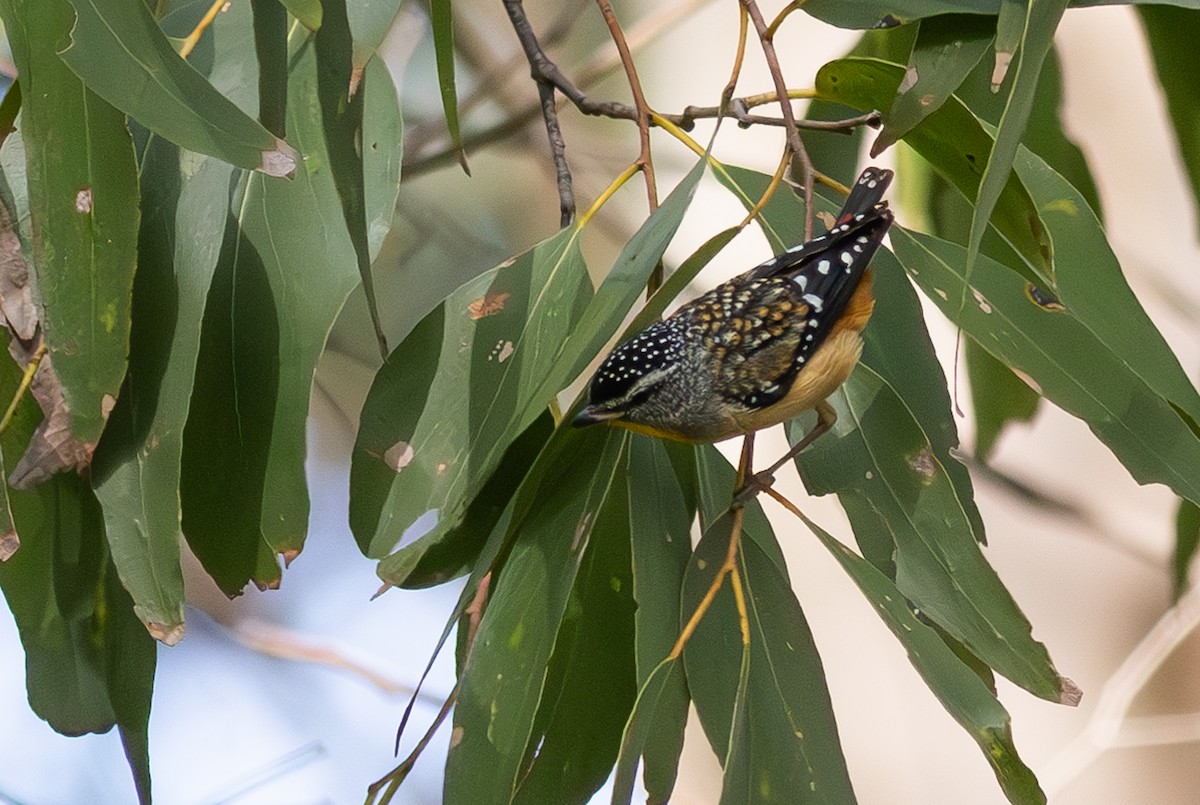 Spotted Pardalote - ML618883621