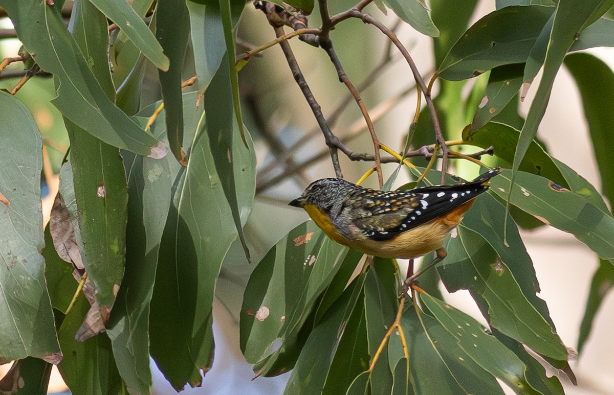 Spotted Pardalote - ML618883622