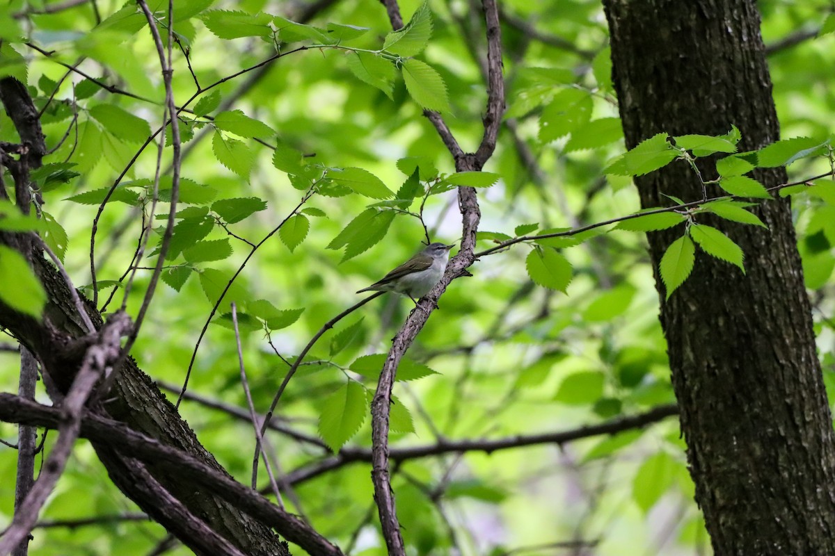 Tennessee Warbler - Michelle Chase