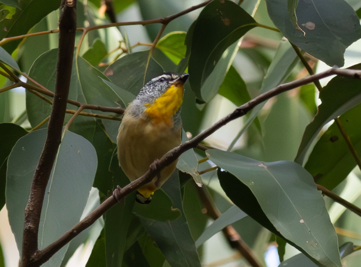Spotted Pardalote - ML618883645