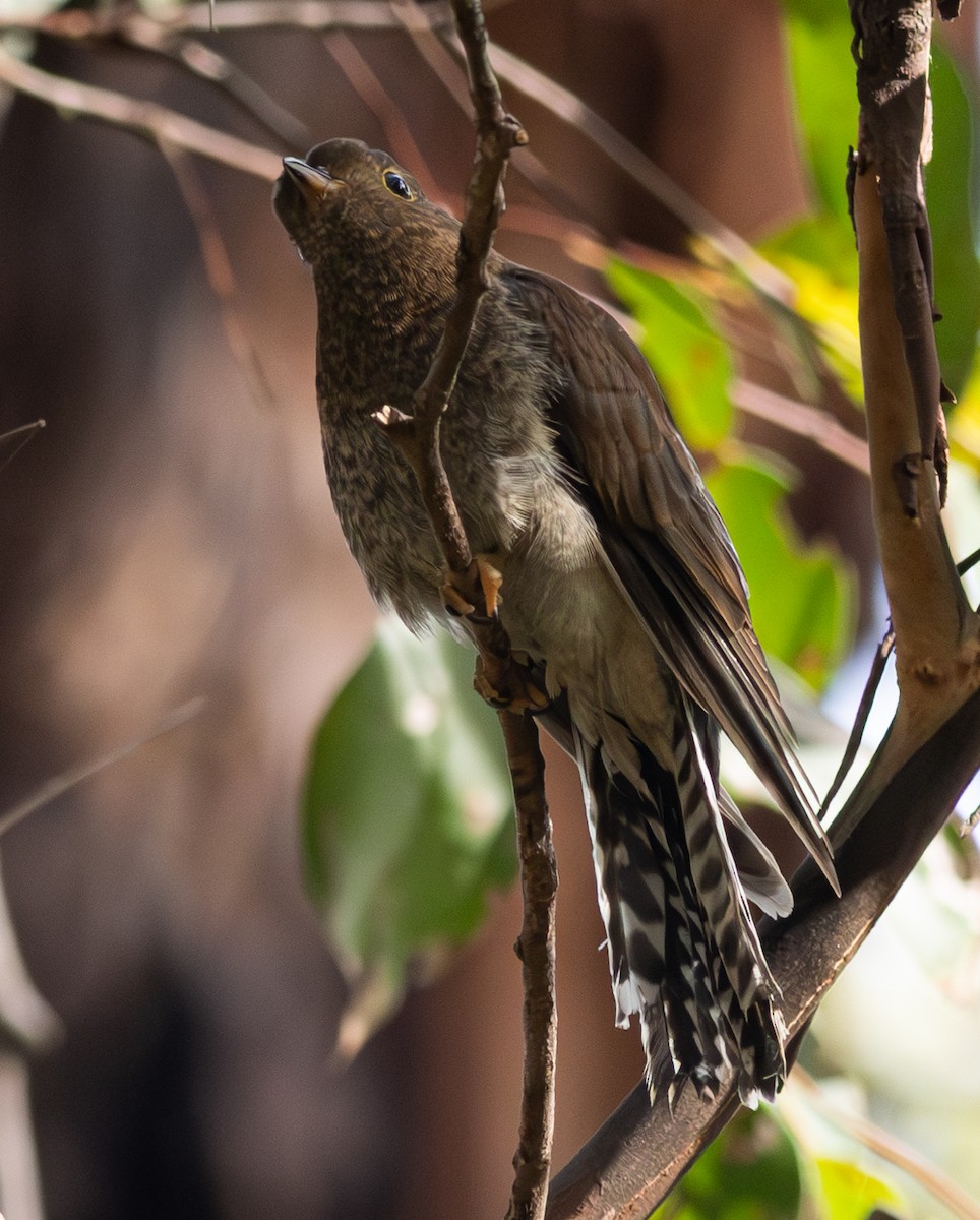 Fan-tailed Cuckoo - ML618883696