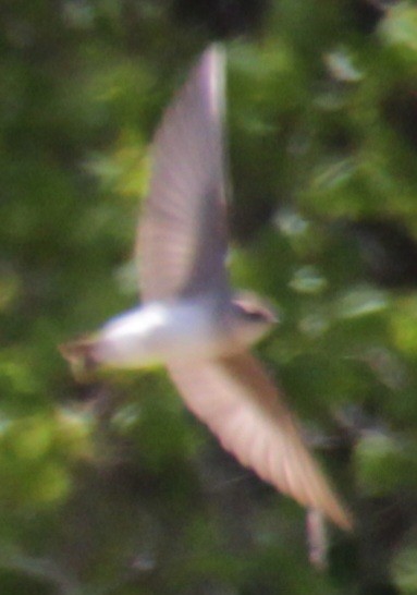 Northern Rough-winged Swallow - ML618883704