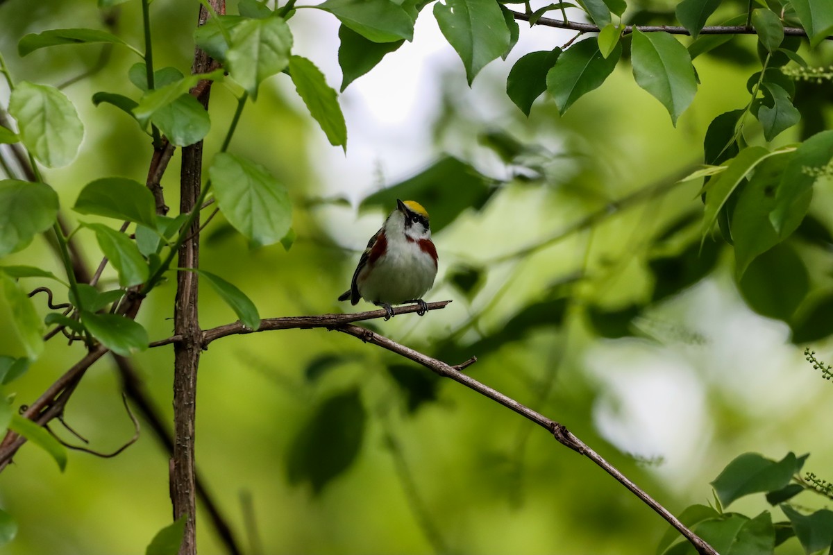Chestnut-sided Warbler - Michelle Chase