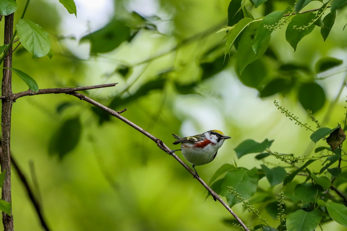 Chestnut-sided Warbler - Michelle Chase