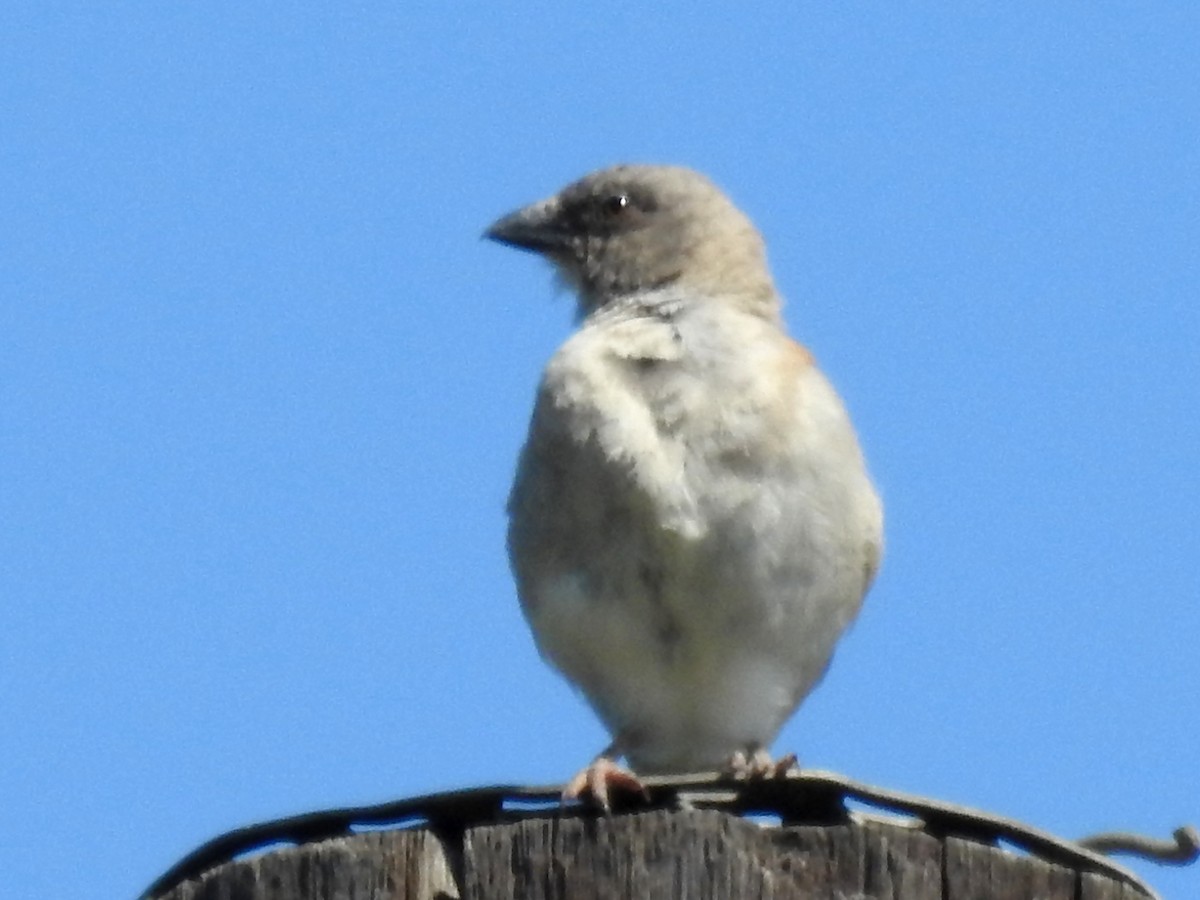 Southern Gray-headed Sparrow - ML618883759