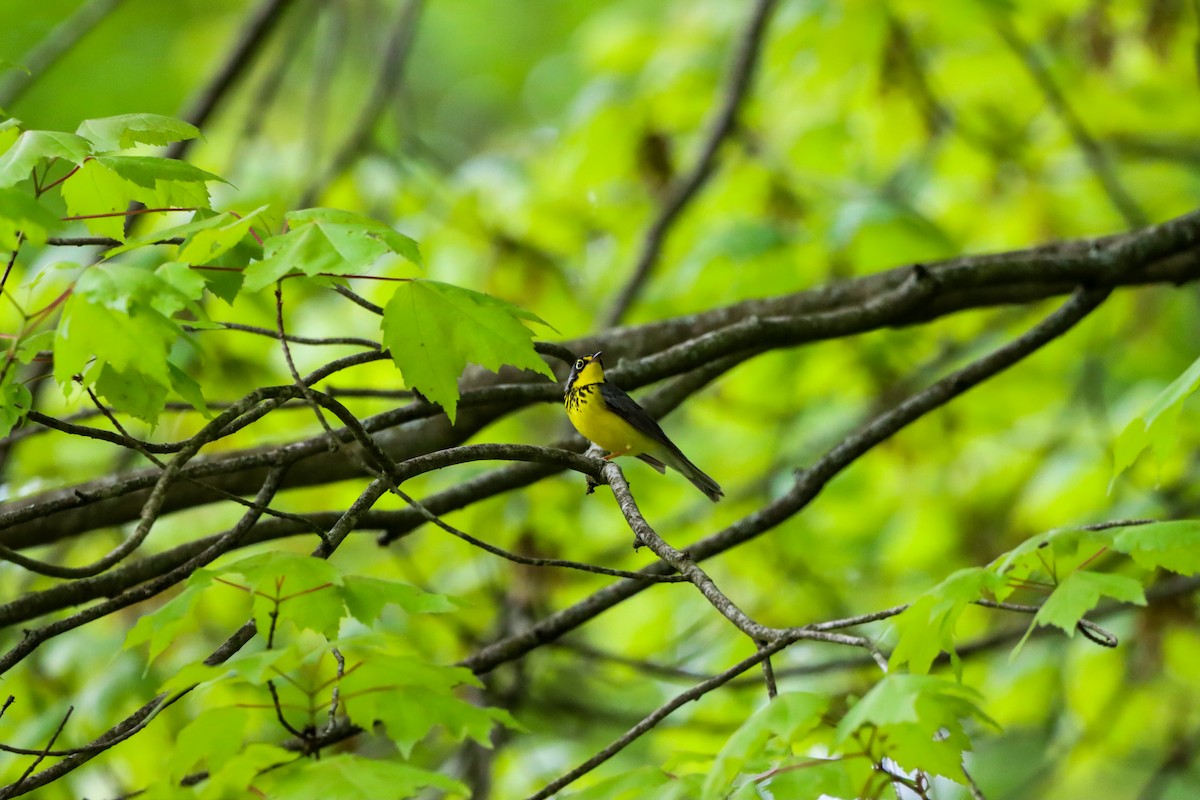 Canada Warbler - Michelle Chase