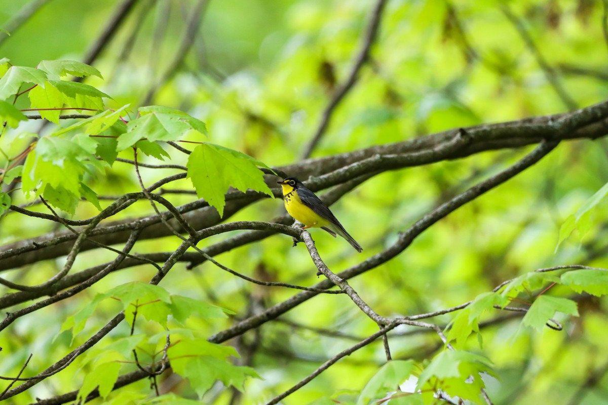 Canada Warbler - Michelle Chase