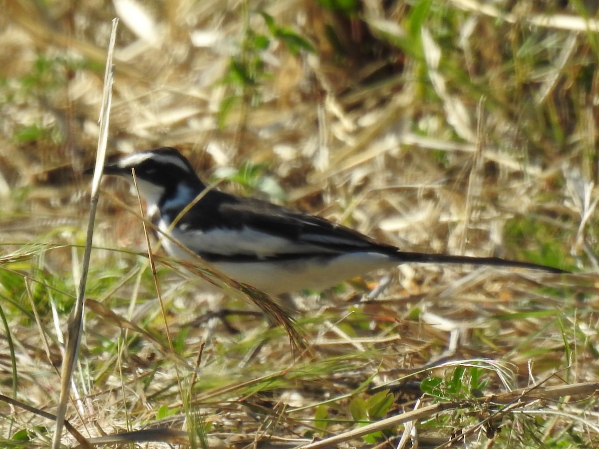 African Pied Wagtail - ML618883798