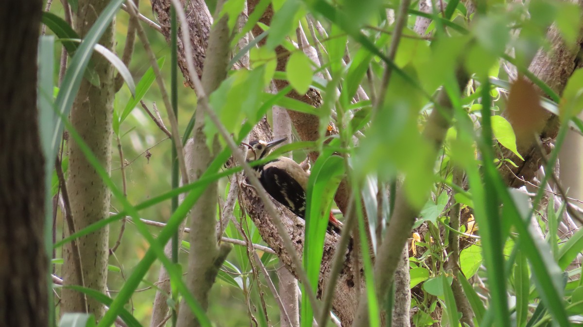 Great Spotted Woodpecker - Mu-Ming Lin