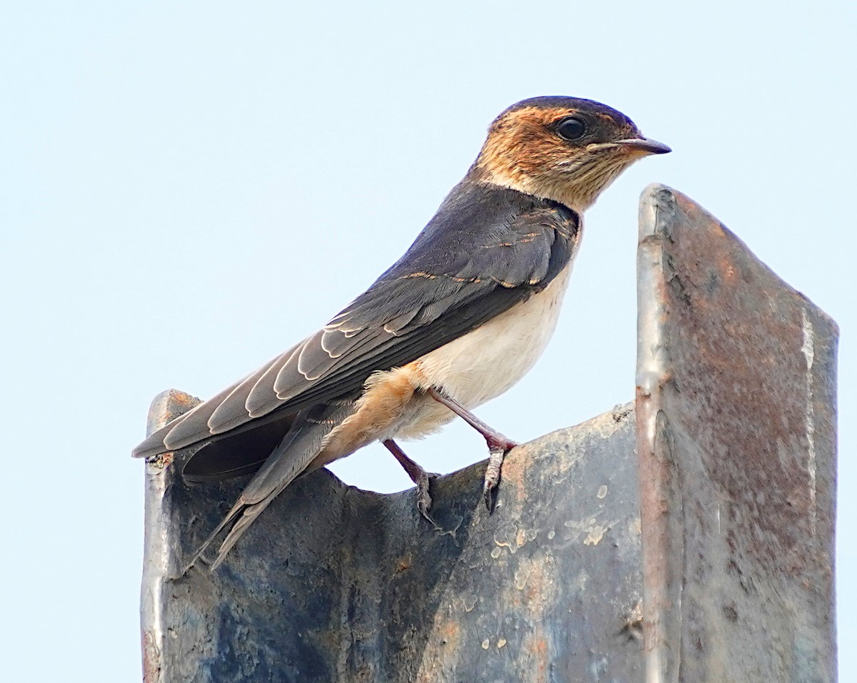 Red-rumped Swallow - ML618883920