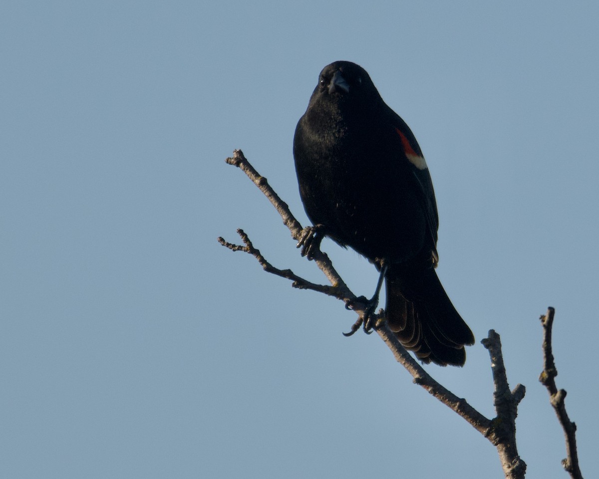 Red-winged Blackbird - ML618883931