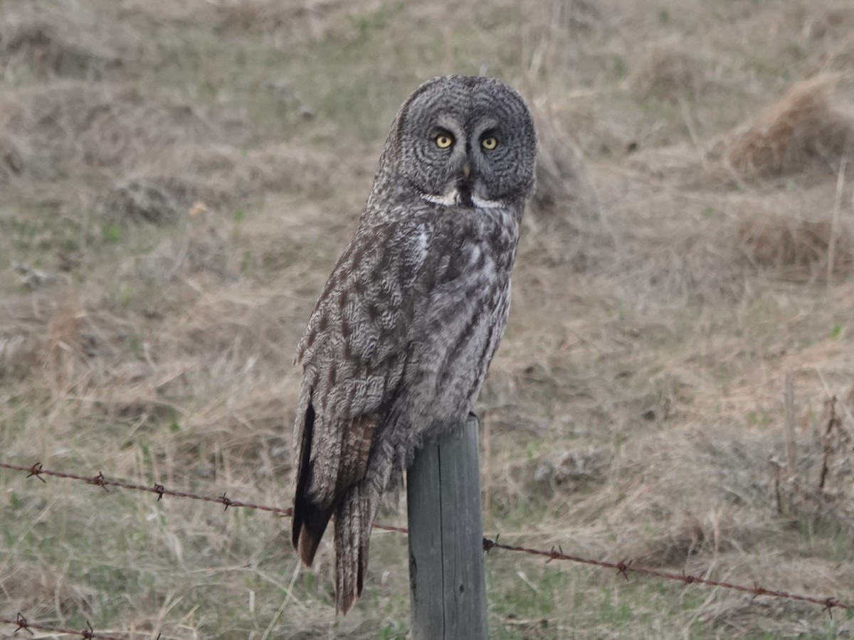 Great Gray Owl - Mike Blancher