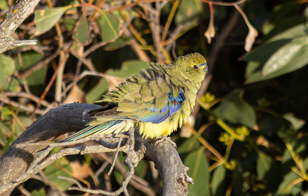 Blue-winged Parrot - ML618883981