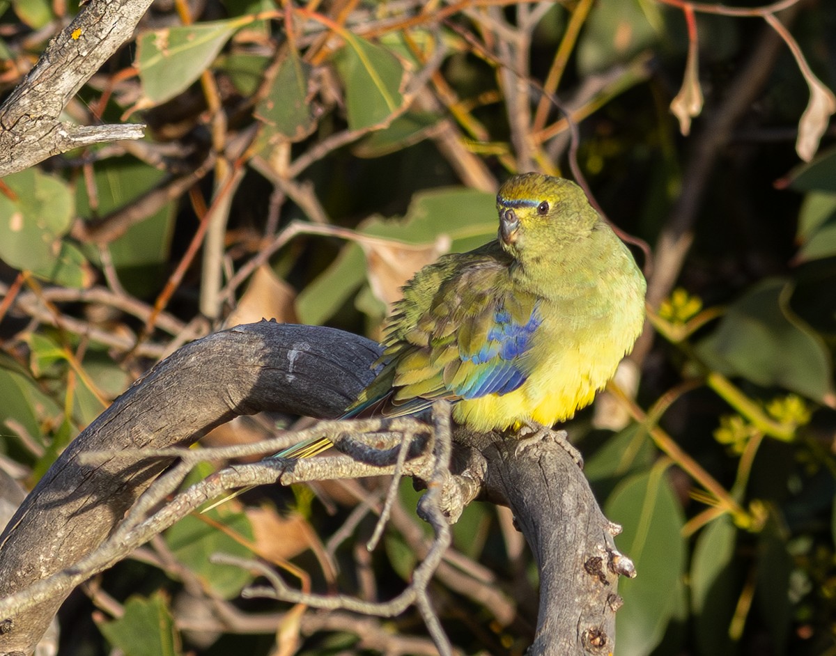 Blue-winged Parrot - ML618883984