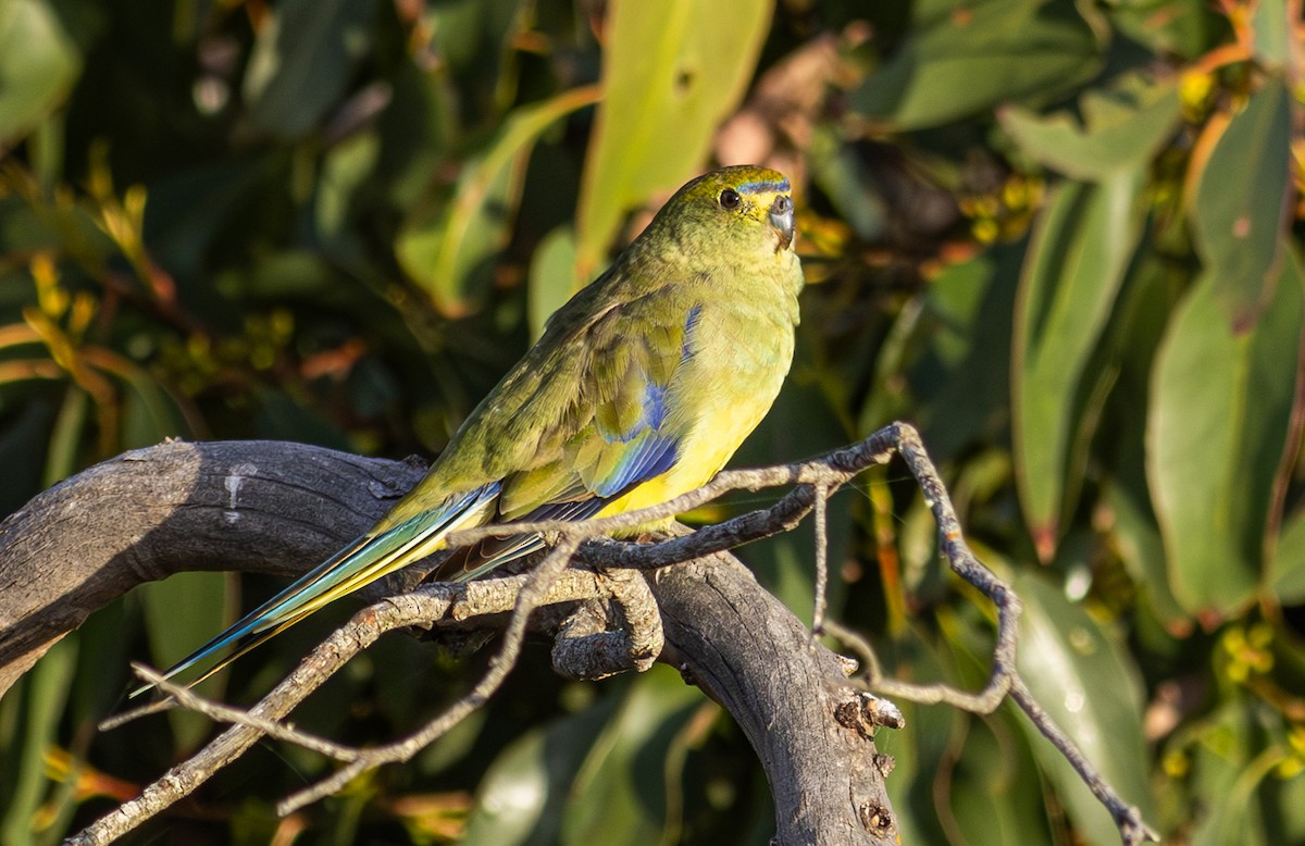 Blue-winged Parrot - ML618883985