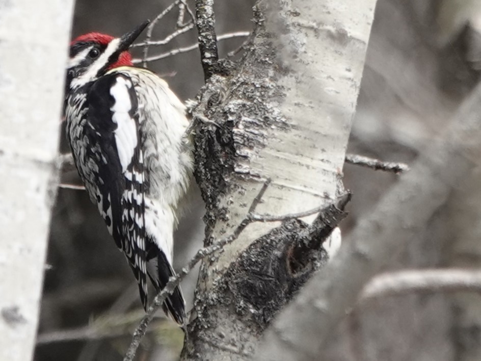 Yellow-bellied Sapsucker - Mike Blancher