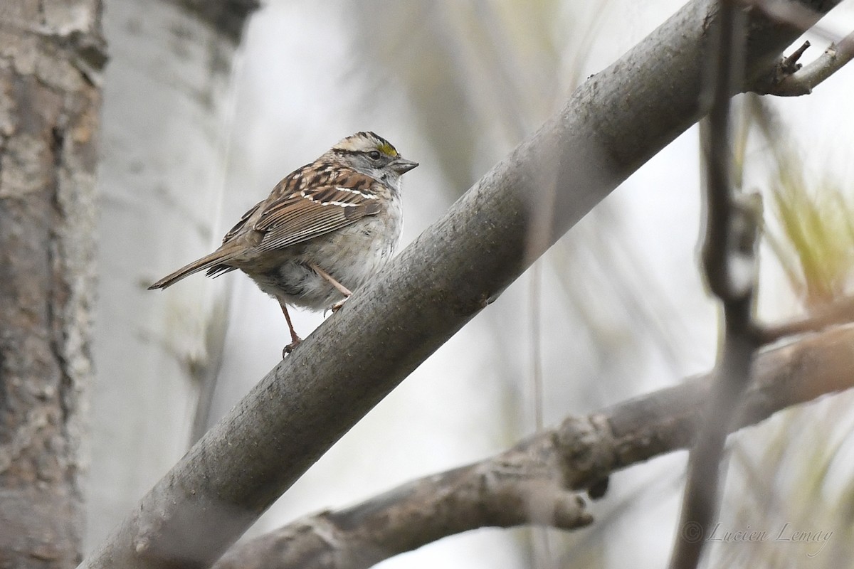 White-throated Sparrow - ML618884018
