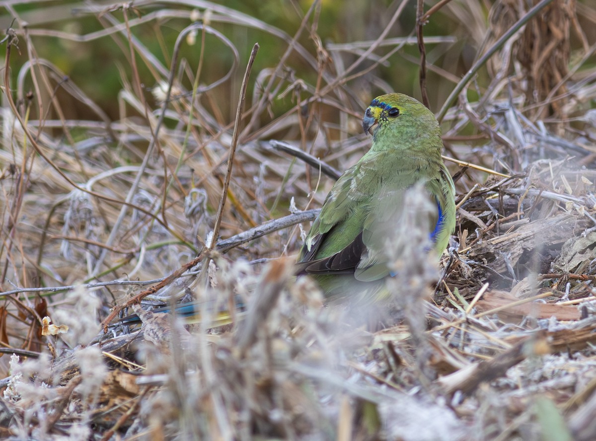 Blue-winged Parrot - ML618884027