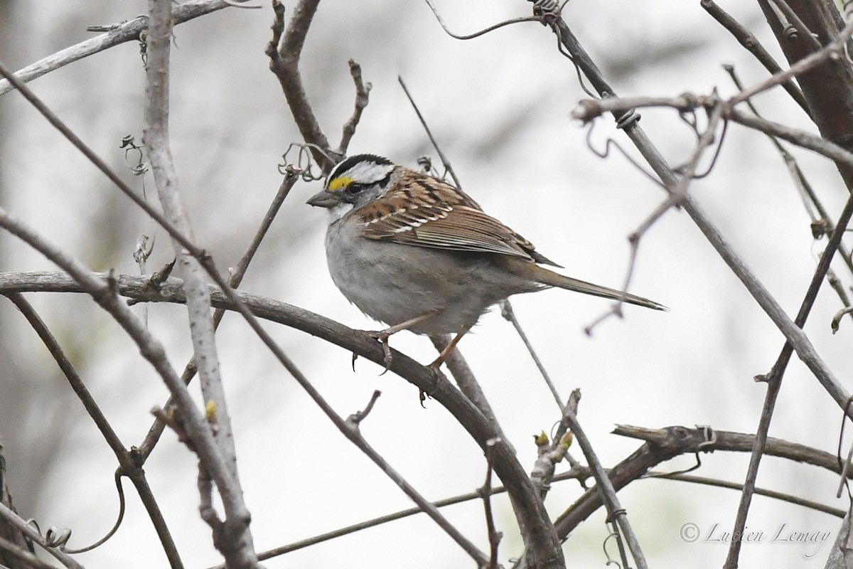 White-throated Sparrow - ML618884030
