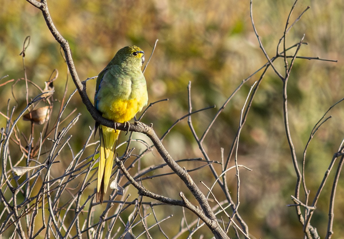 Blue-winged Parrot - ML618884031