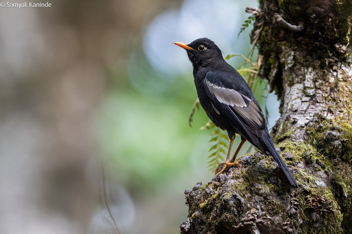 Gray-winged Blackbird - Samyak Kaninde