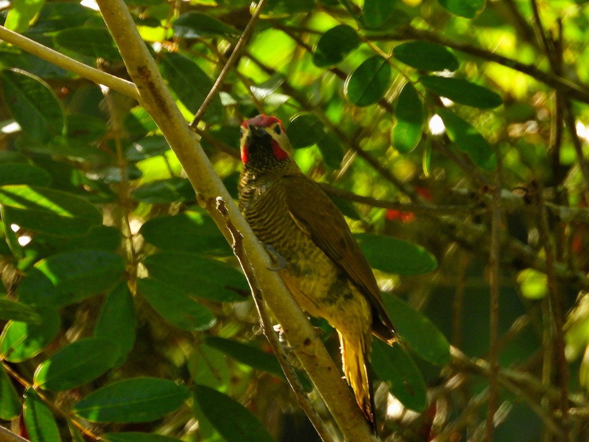 Olivaceous Piculet - ML618884078