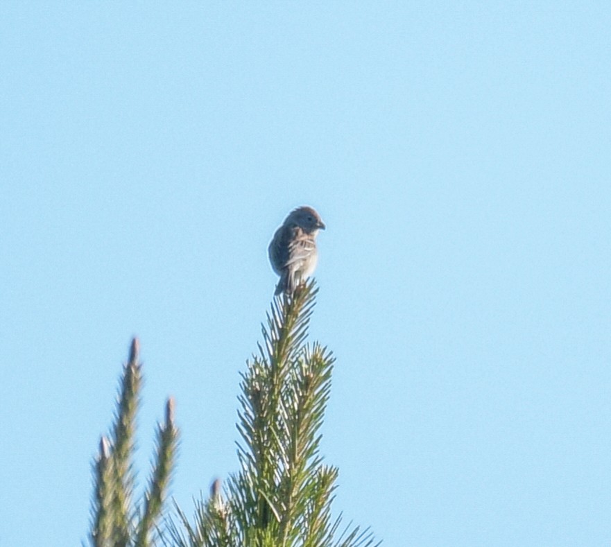 Field Sparrow - ML618884101