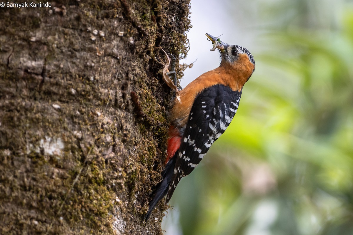 Rufous-bellied Woodpecker - Samyak Kaninde
