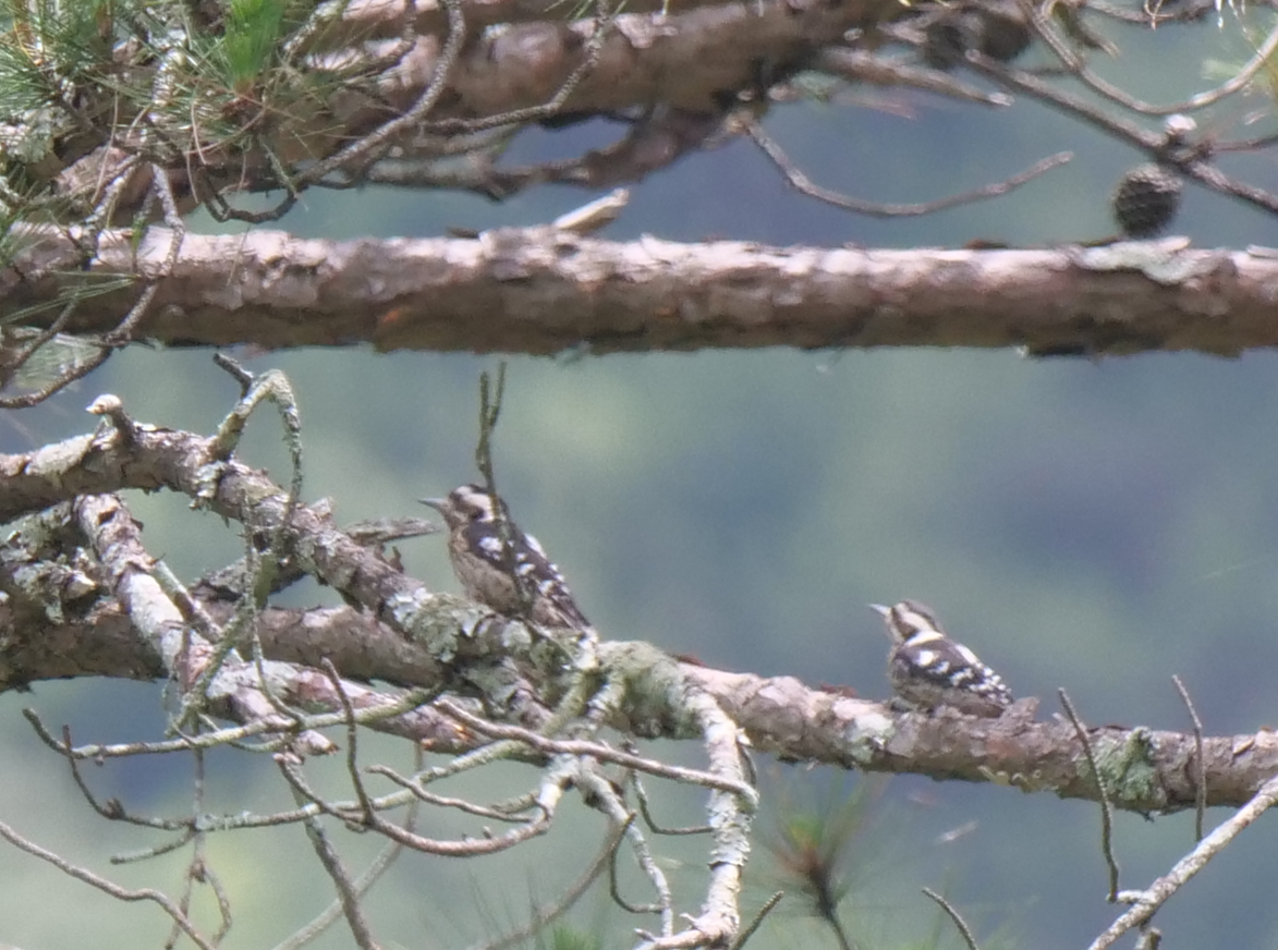 Gray-capped Pygmy Woodpecker - Yulin Shen