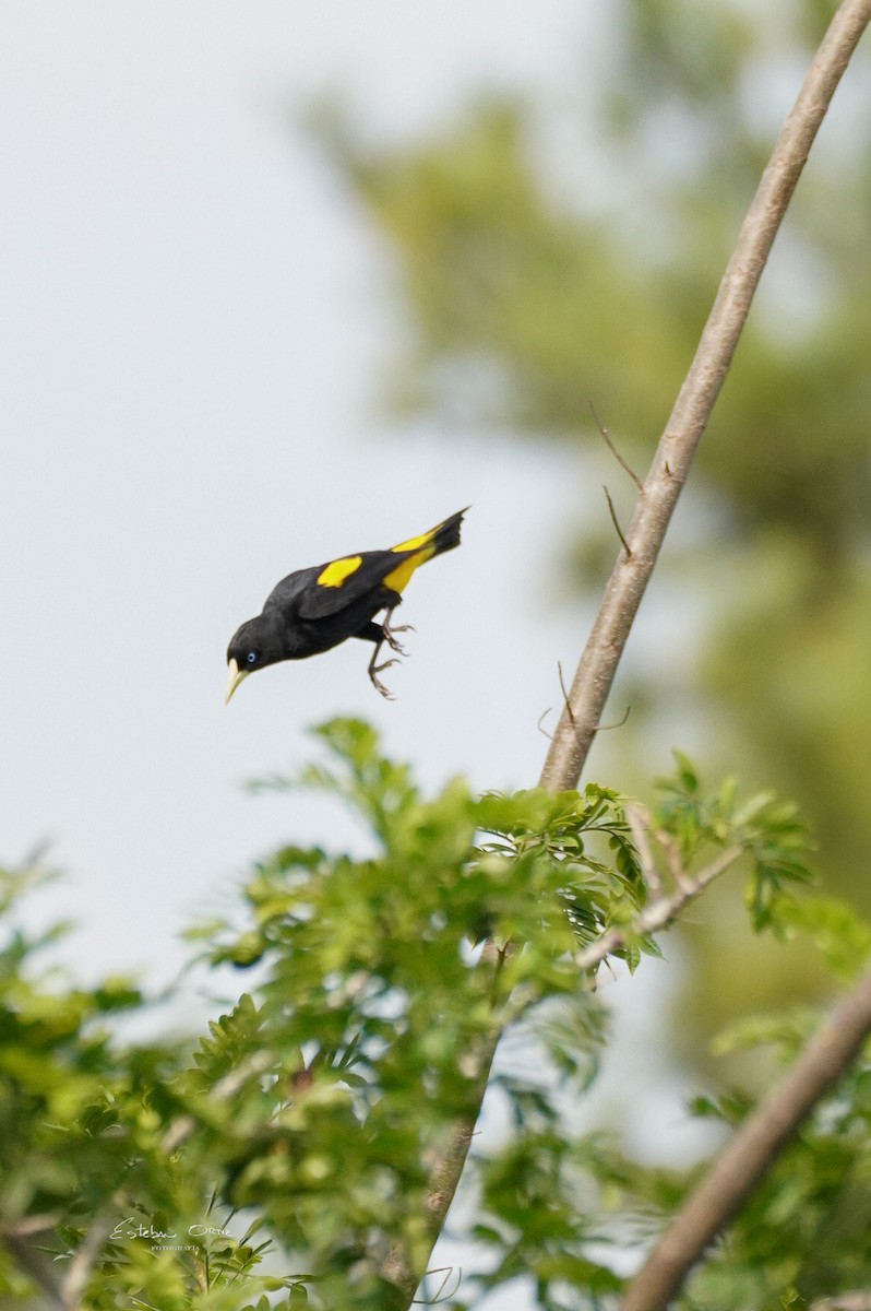 Yellow-rumped Cacique - ML618884152