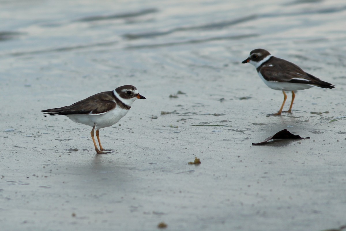 Semipalmated Plover - ML618884169