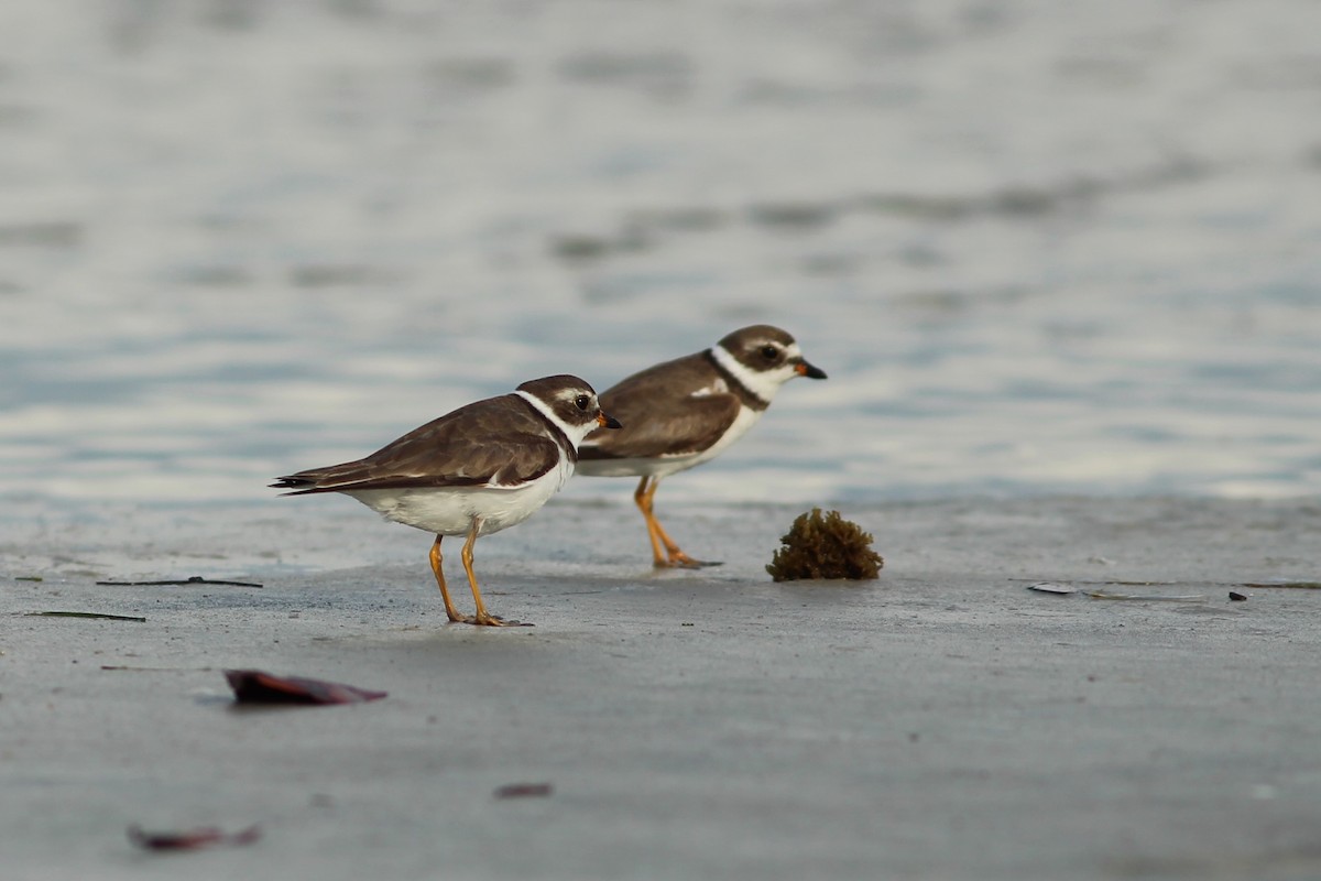 Semipalmated Plover - ML618884170