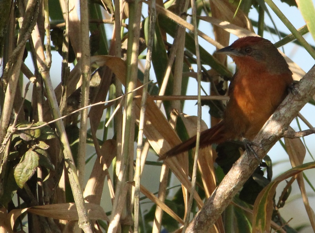 Orange-breasted Thornbird - ML618884194