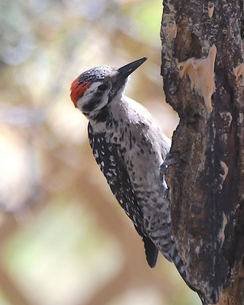 Ladder-backed Woodpecker - Ted Wolff