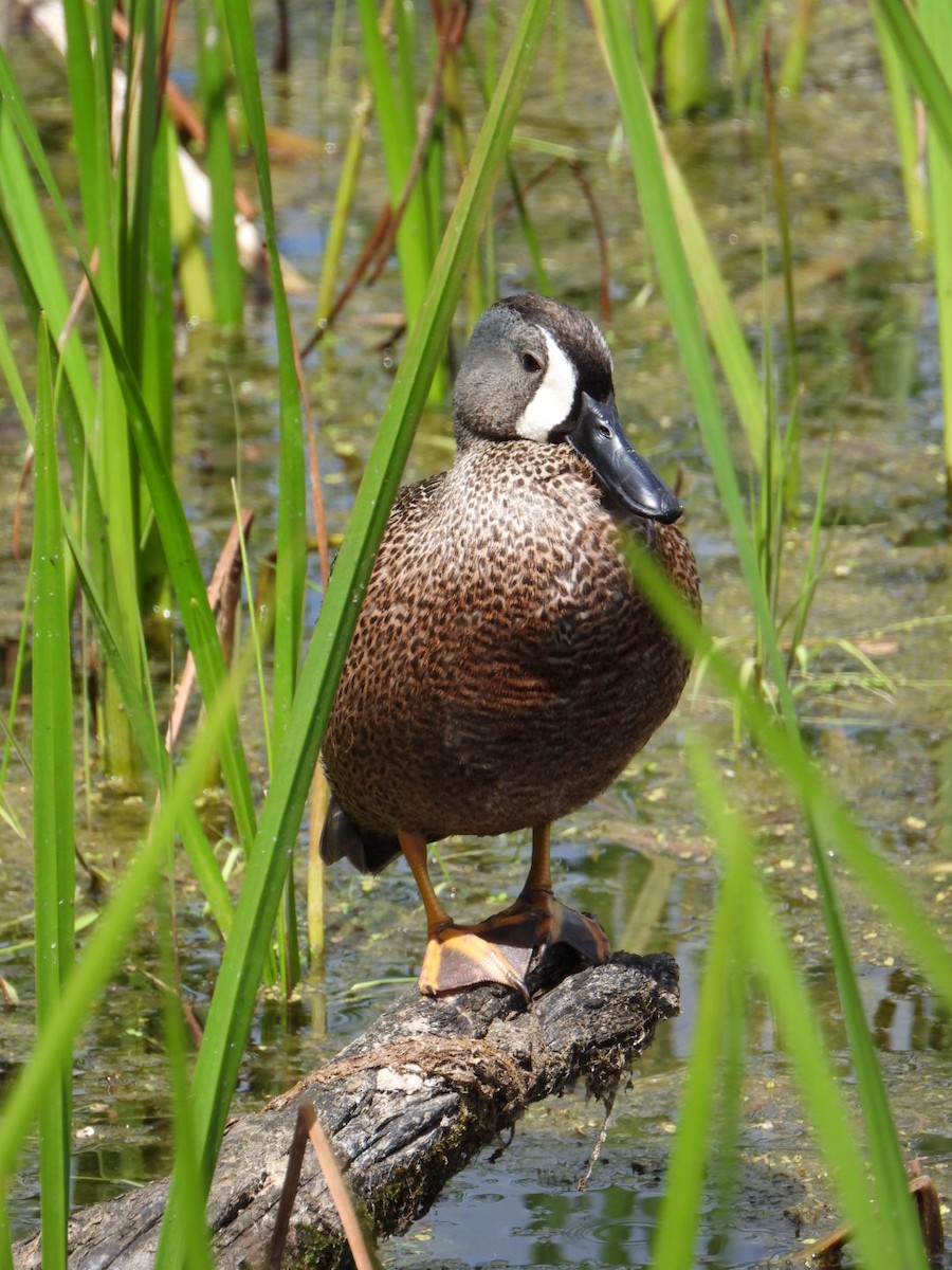 Blue-winged Teal - ML618884242