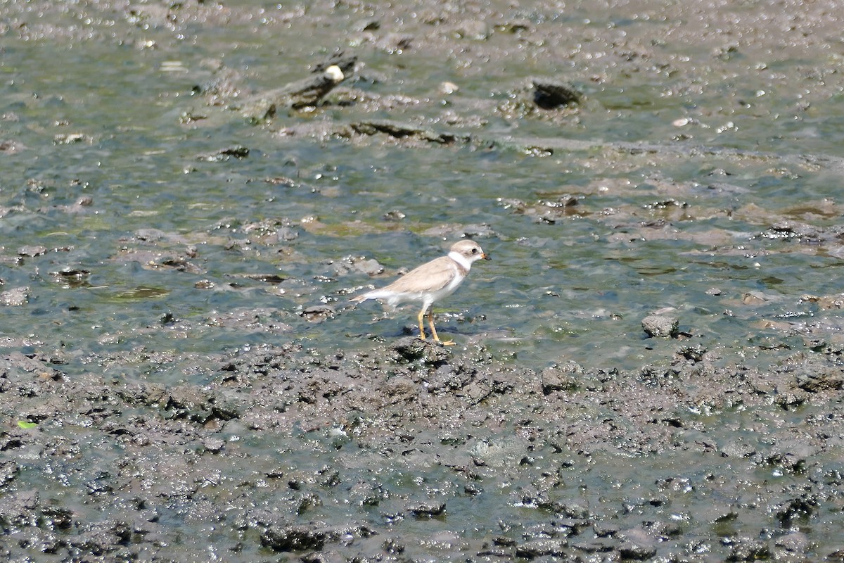 Semipalmated Plover - ML618884264