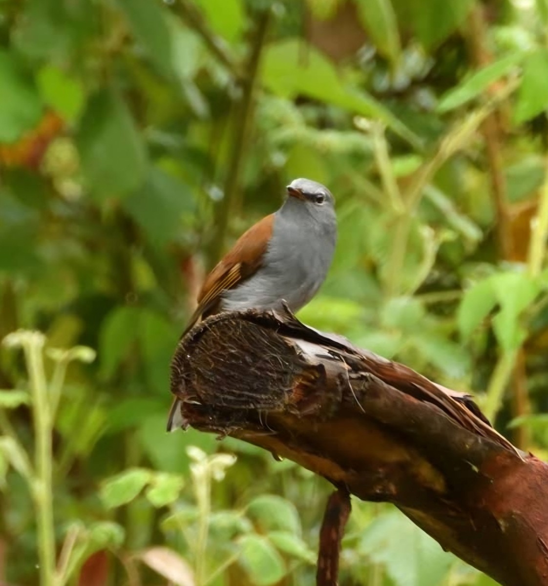 Andean Solitaire - ML618884290