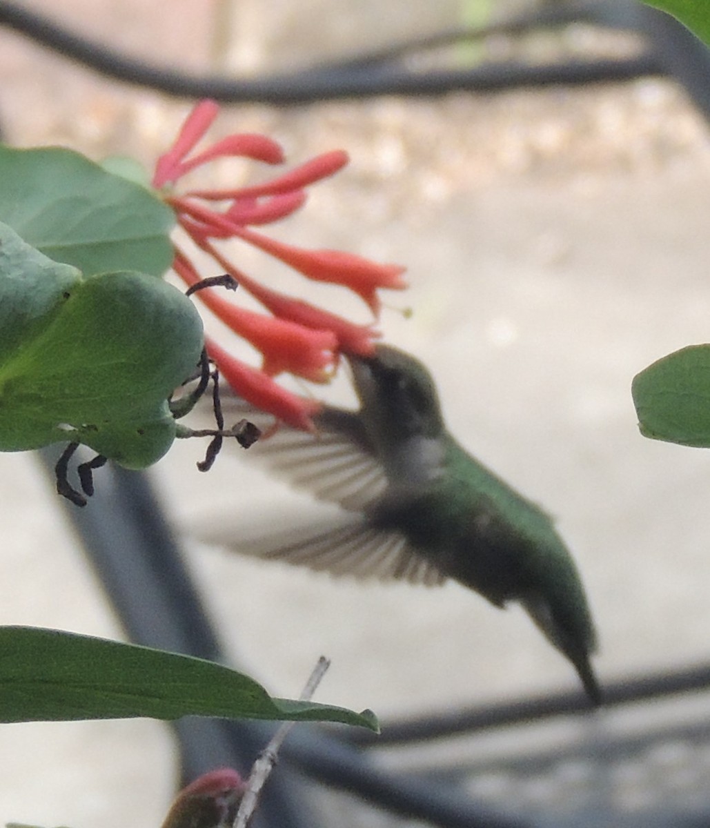 Ruby-throated Hummingbird - Jeffrey C and Teresa B Freedman
