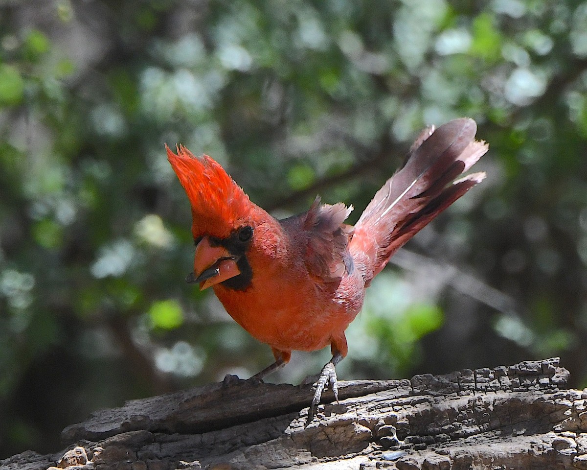 Northern Cardinal - Ted Wolff