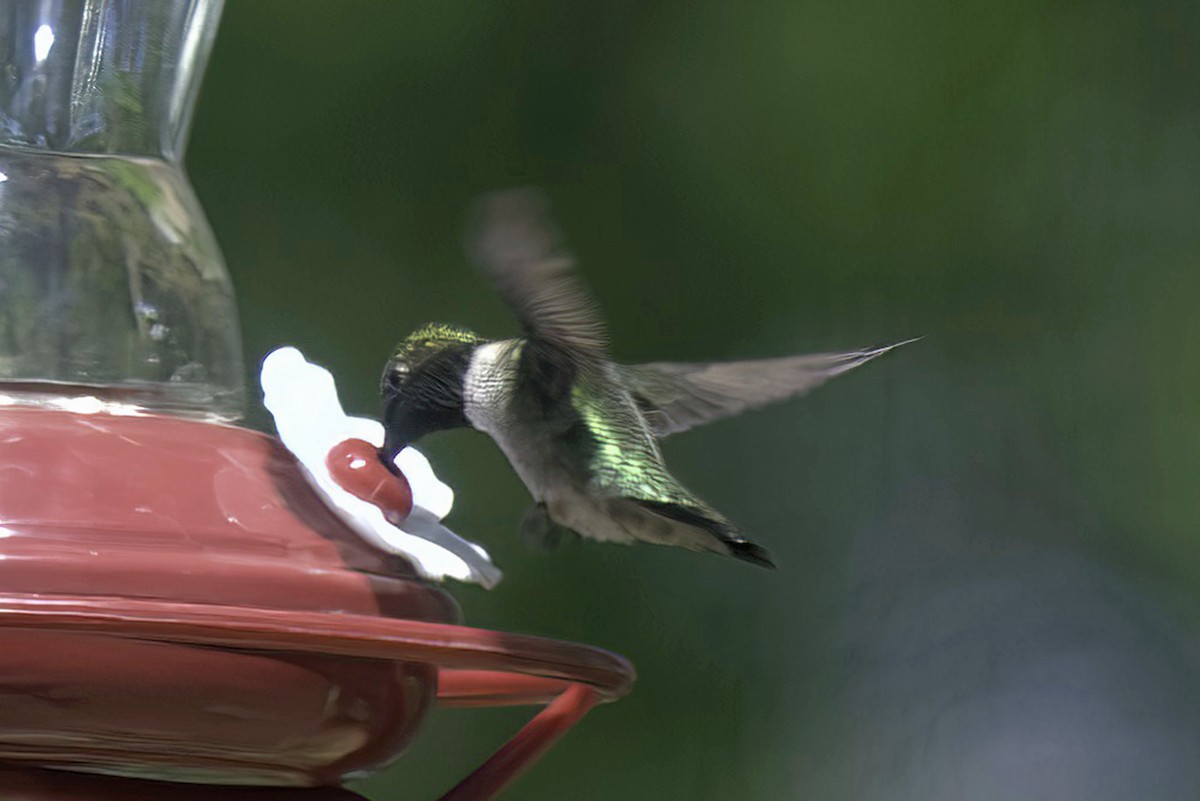 Ruby-throated Hummingbird - Jim Tonkinson